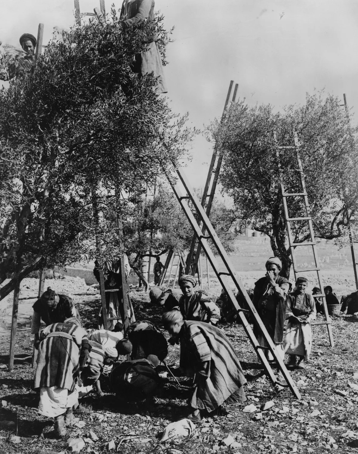 Historical photograph of olive picking in Palestine in the early 20th century — olive harvesting has shaped Palestinian rural life for generations