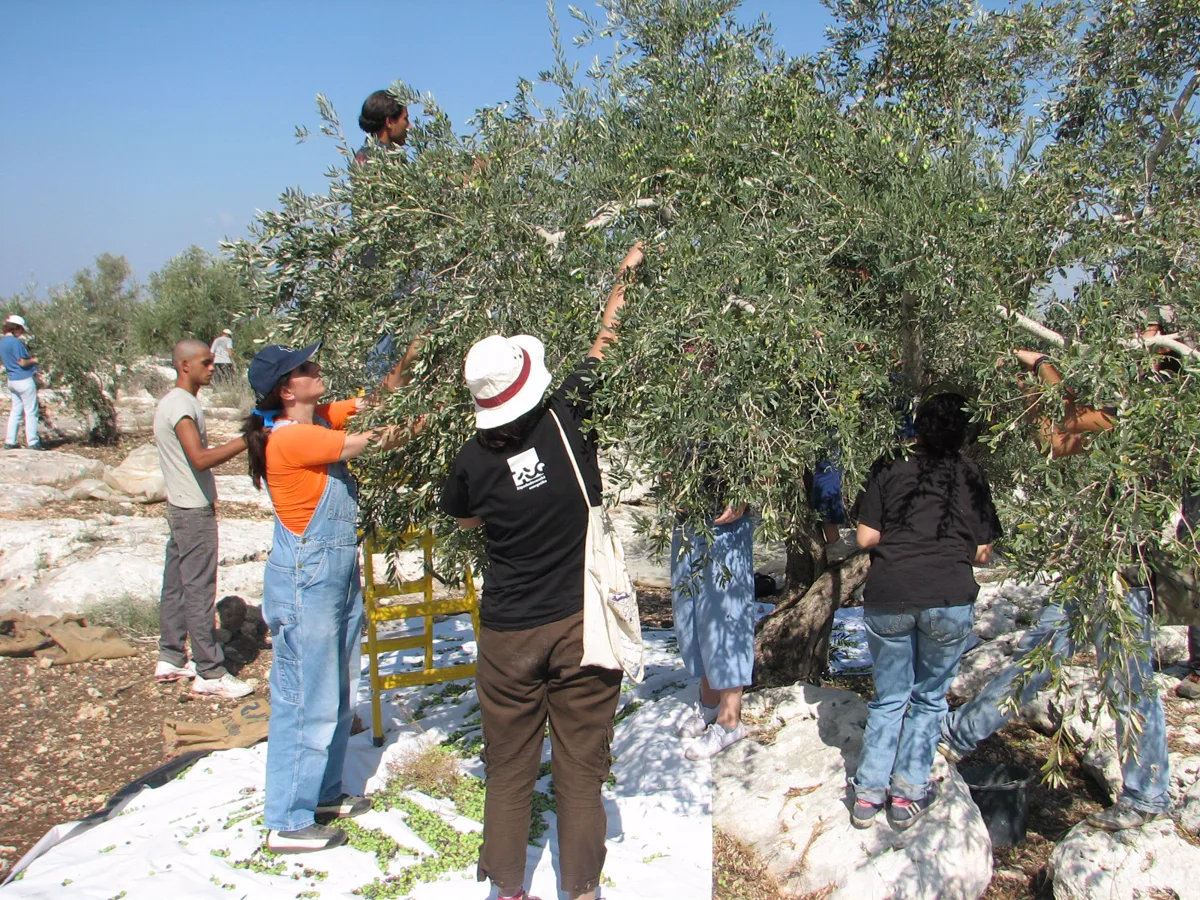 Olive tree harvesters in the northern West Bank — olive trees in Palestine sustain rural communities and sit at the heart of this season's violence