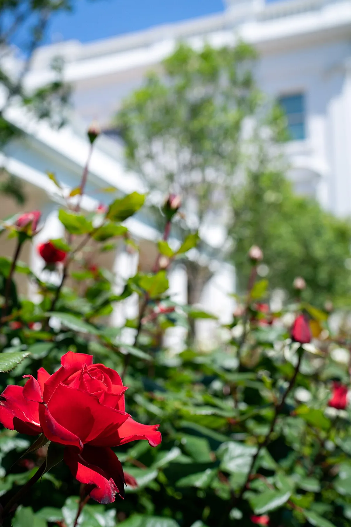 The White House Rose Garden, where President Trump and First Lady Melania Trump signed the women's health executive order on October 19, 2026